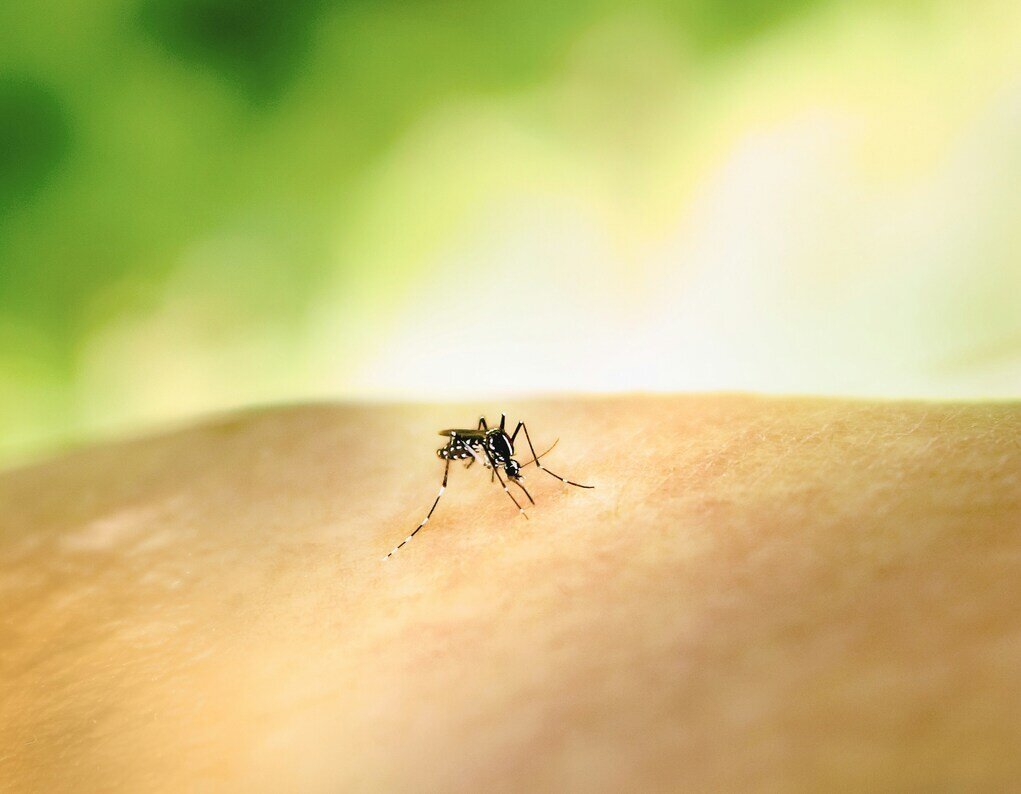 Infected Insect Bites hero image